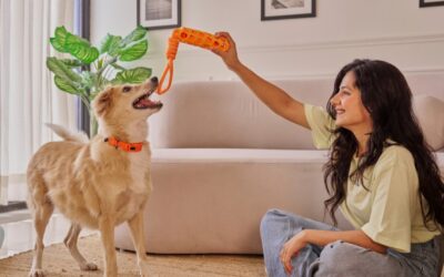 Kennels vs. Pet Sitters: Why In-Home Pet Sitting May Be the Better Choice