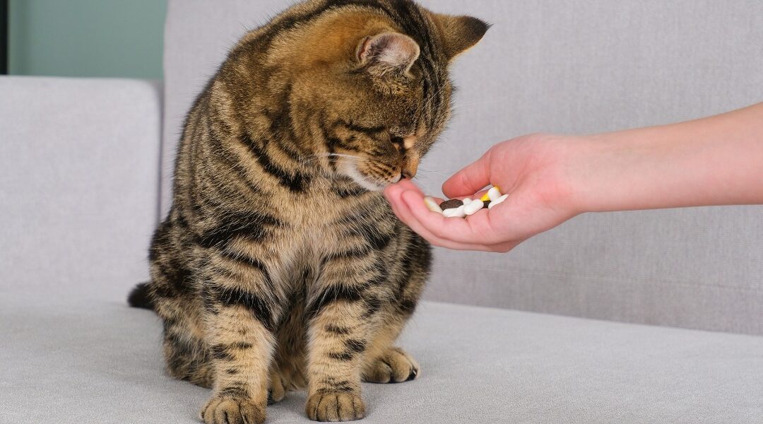 Tips for Giving Cats Oral Medication