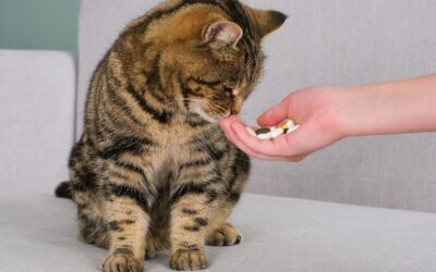 Tips for Giving Cats Oral Medication