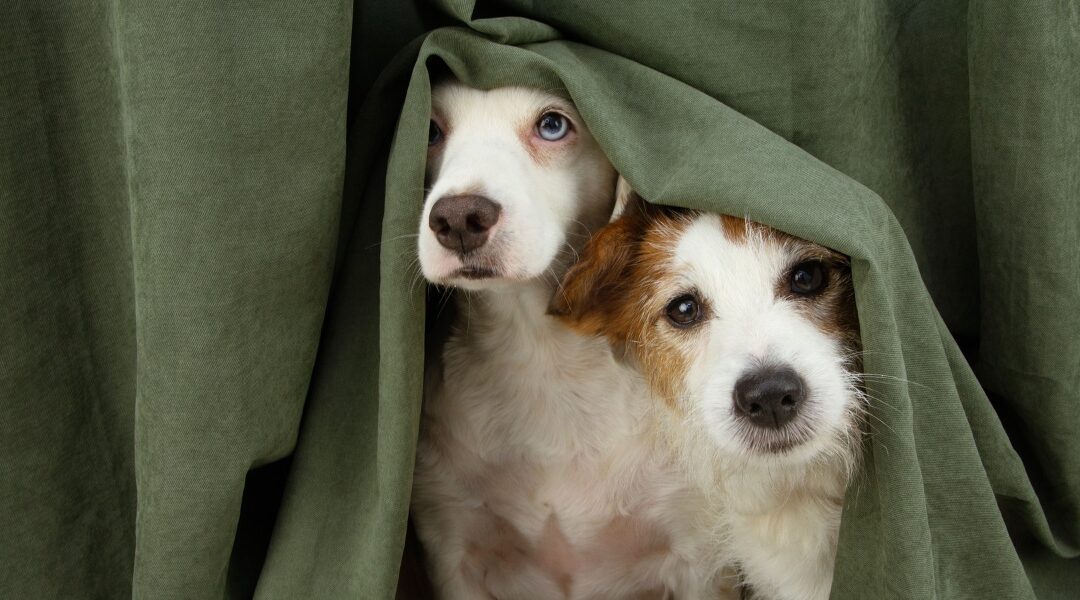 Ways to Help Your Pup Deal with Thunderstorms