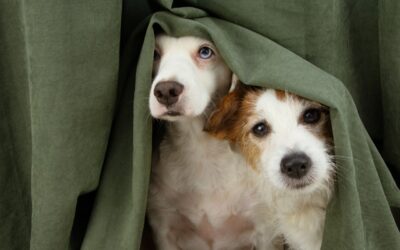 Ways to Help Your Pup Deal with Thunderstorms